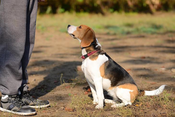 One of the simplest ways to Incorporate Canine Teaching Video video games Into Your Walks