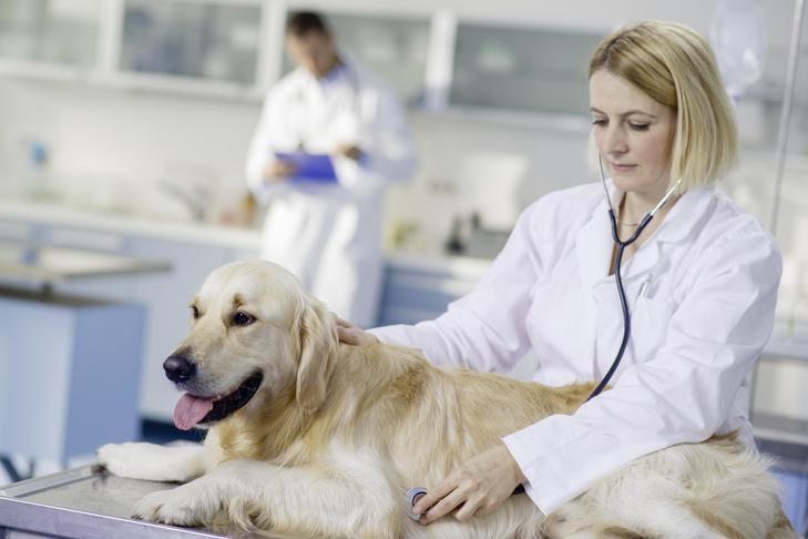 Ascites in Canine: Indicators, Indicators, and Treatments