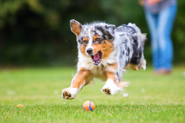 How So much Practice Does a Canine Need Every Day?