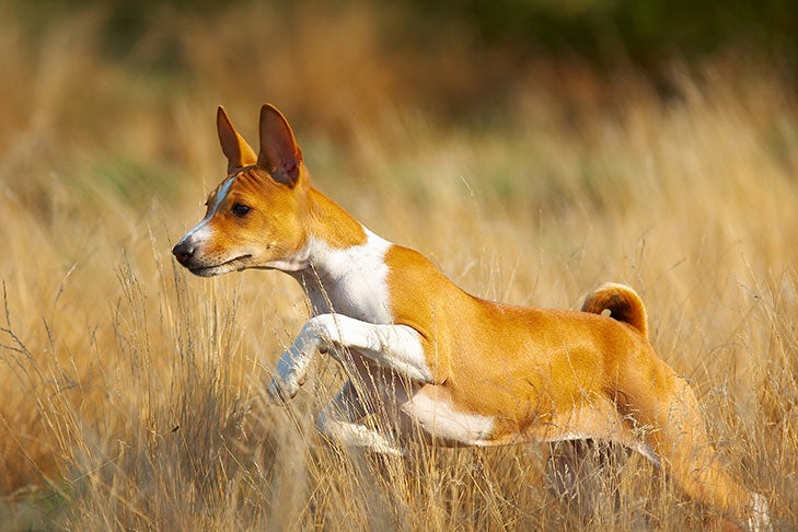 Which Breeds Tolerate Heat Correctly?