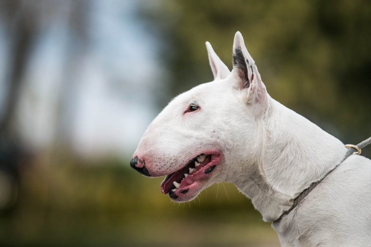 Particulars Regarding the Bull Terrier You May Not Know