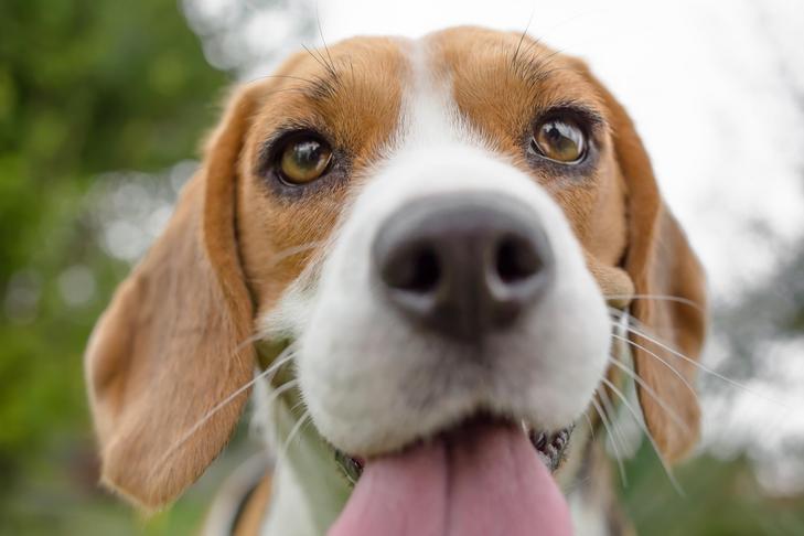 Is the Beagle the Correct Breed For Your Lifestyle? Be taught Additional