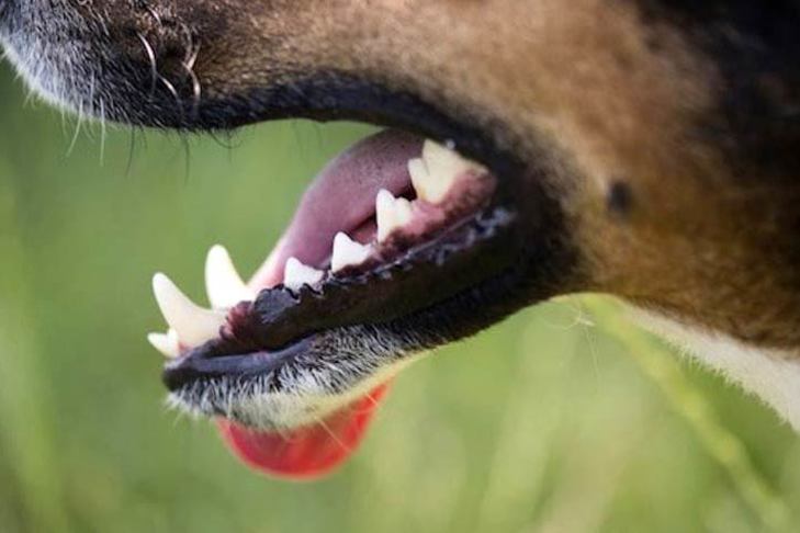 Recommendations on methods to Care for Your Canine When They Have a Unfastened Tooth