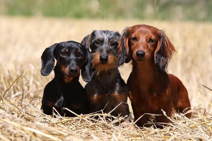 Is the Dachshund the Correct Breed For Your Life-style?