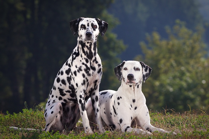 Is the Dalmatian the Correct Breed For Your Life-style?