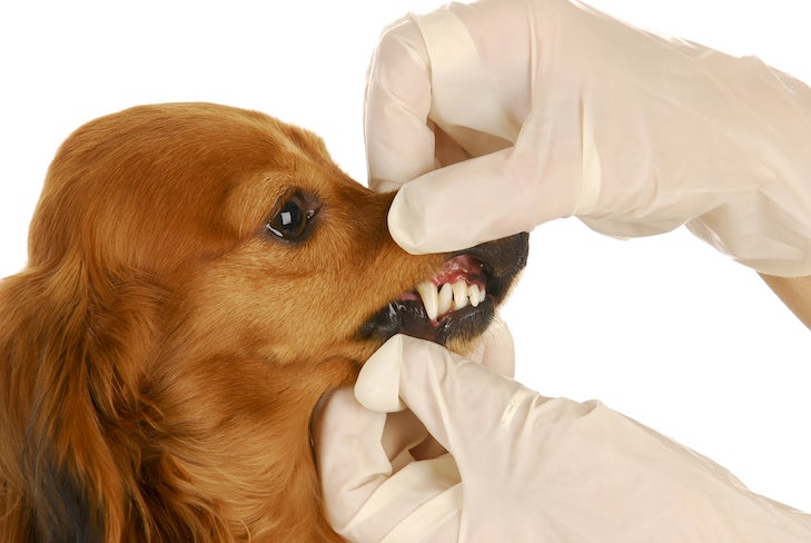 Do Small Canine Have Further Dental Points Than Huge Canine?