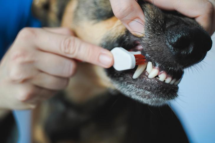 Rotten Canine Tooth: Indicators, Indicators, and Therapies