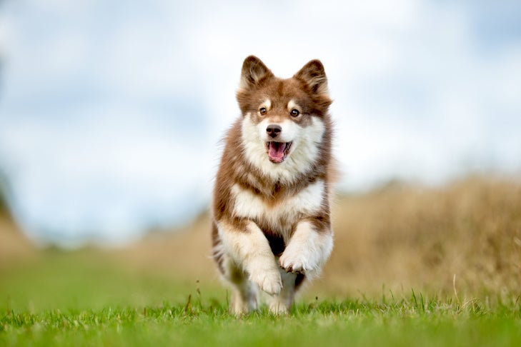 Finnish Lapphund Historic previous: The place the Breed Originated