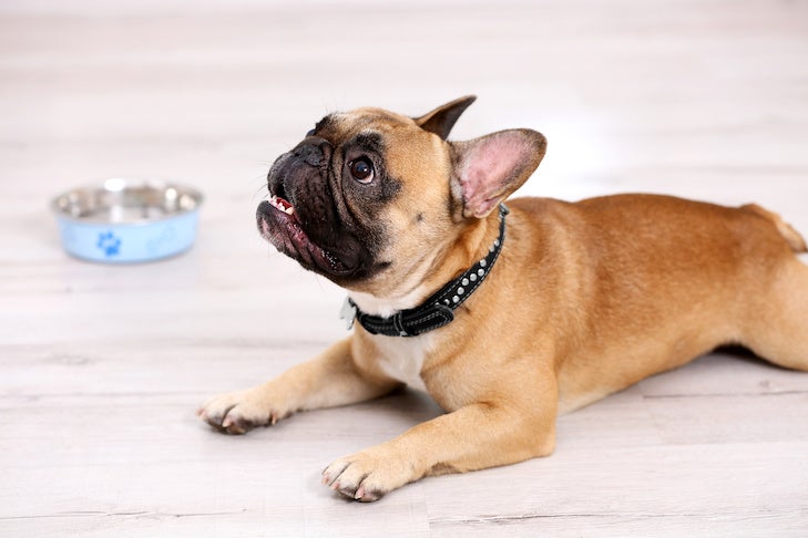 Should Your Canine Try Intermittent Fasting to Lose Weight?