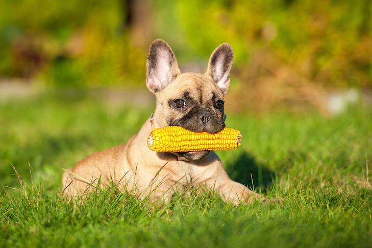 Educate Your Canine to Commerce Objects With You