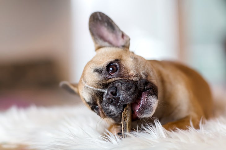 How Many Treats to Give a Canine a Day