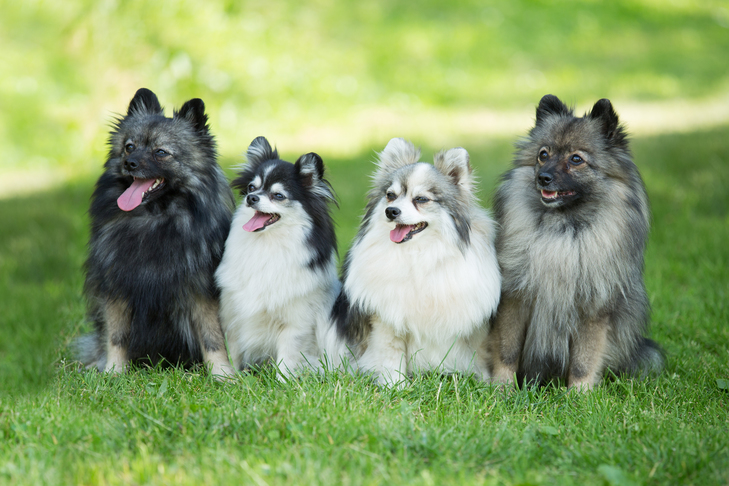 Data In regards to the German Spitz That You May Not Know