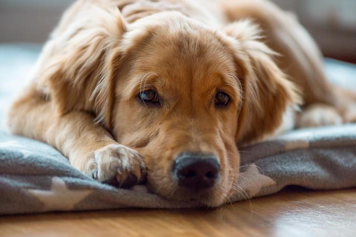 What Should You Do if Your Canine Ate a Dryer Sheet?