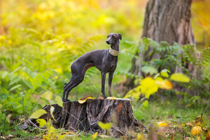 Italian Greyhound Historic previous: The place the Breed Originated