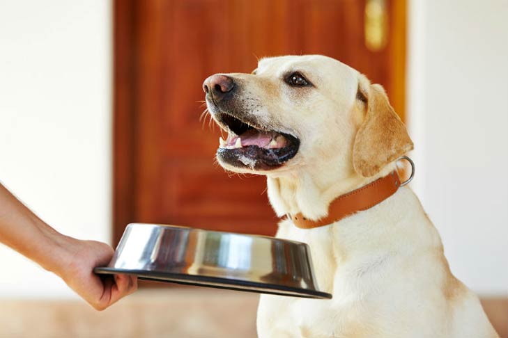 Deciding on the Correct Canine Bowl for Your Canine