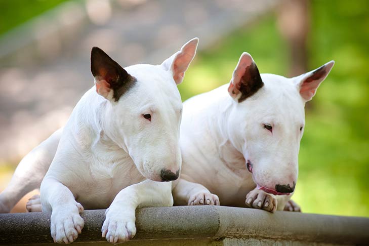 Miniature Bull Terrier Historic previous in England and within the US as