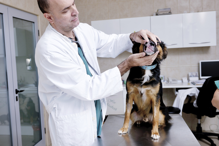 All of the issues You Should Know About Periodontal Sickness in Canine