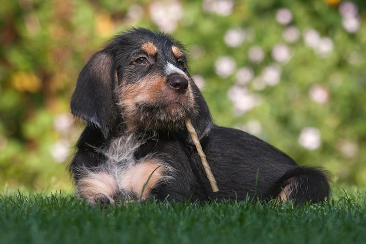 Discovering and Choosing the Correct Bully Sticks for Canine