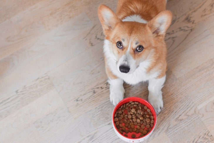 Straightforward strategies to Know What’s Correct for Your Canine