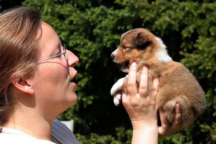 Canine Might Be Ready to Understand the Meaning of Phrases