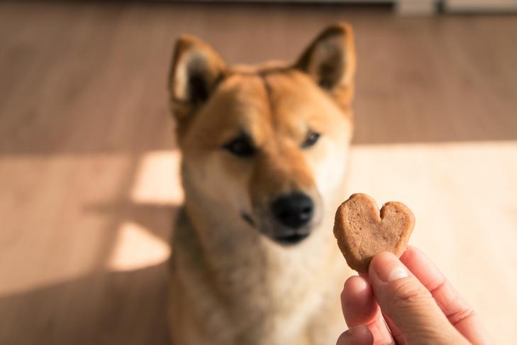 Can Canines Focus on With Buttons? Using Soundboards to Discuss