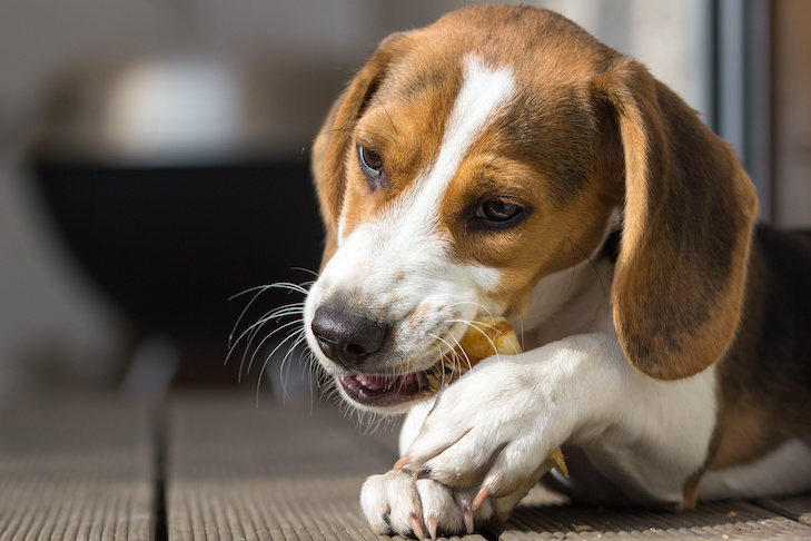 How one can Uncover Safe and Environment friendly Dental Treats for Your Canine