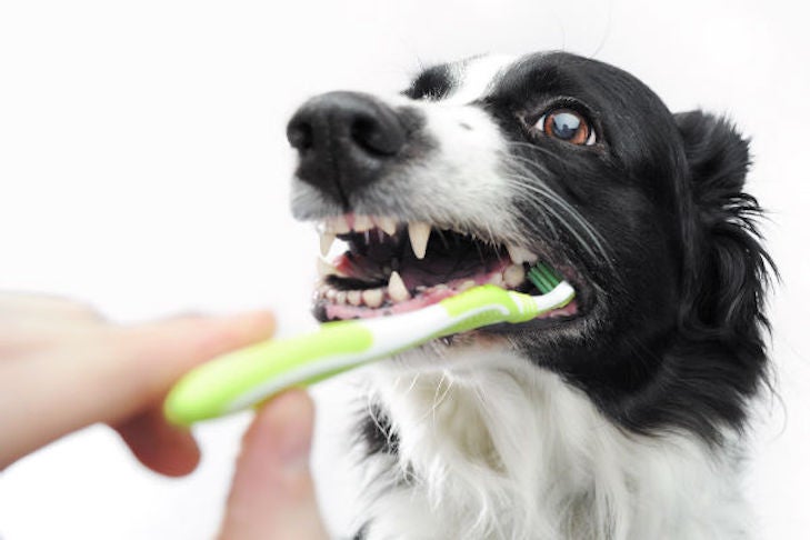 How To Keep The Worth Of Canine Oral Care Down